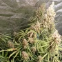 Cannabis seed variety Auto Gorilla Glue Feminised Silver